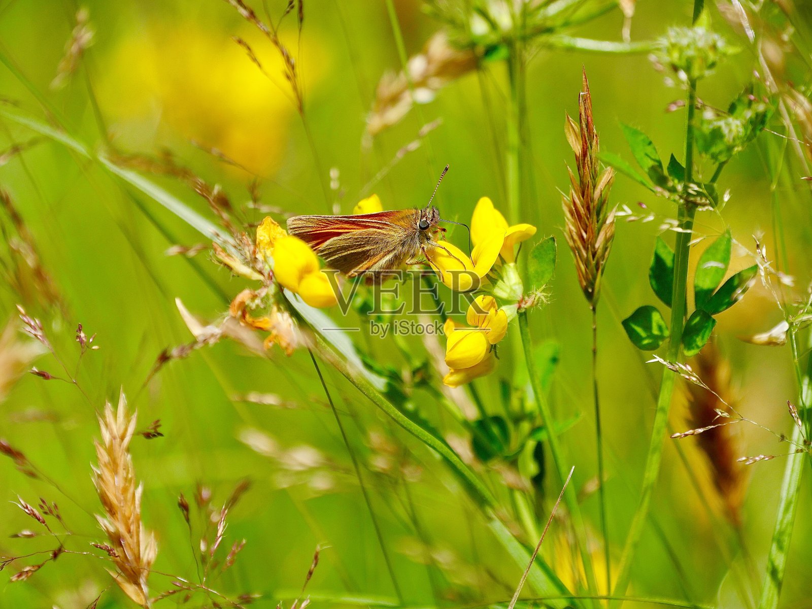 棕蝶照片摄影图片