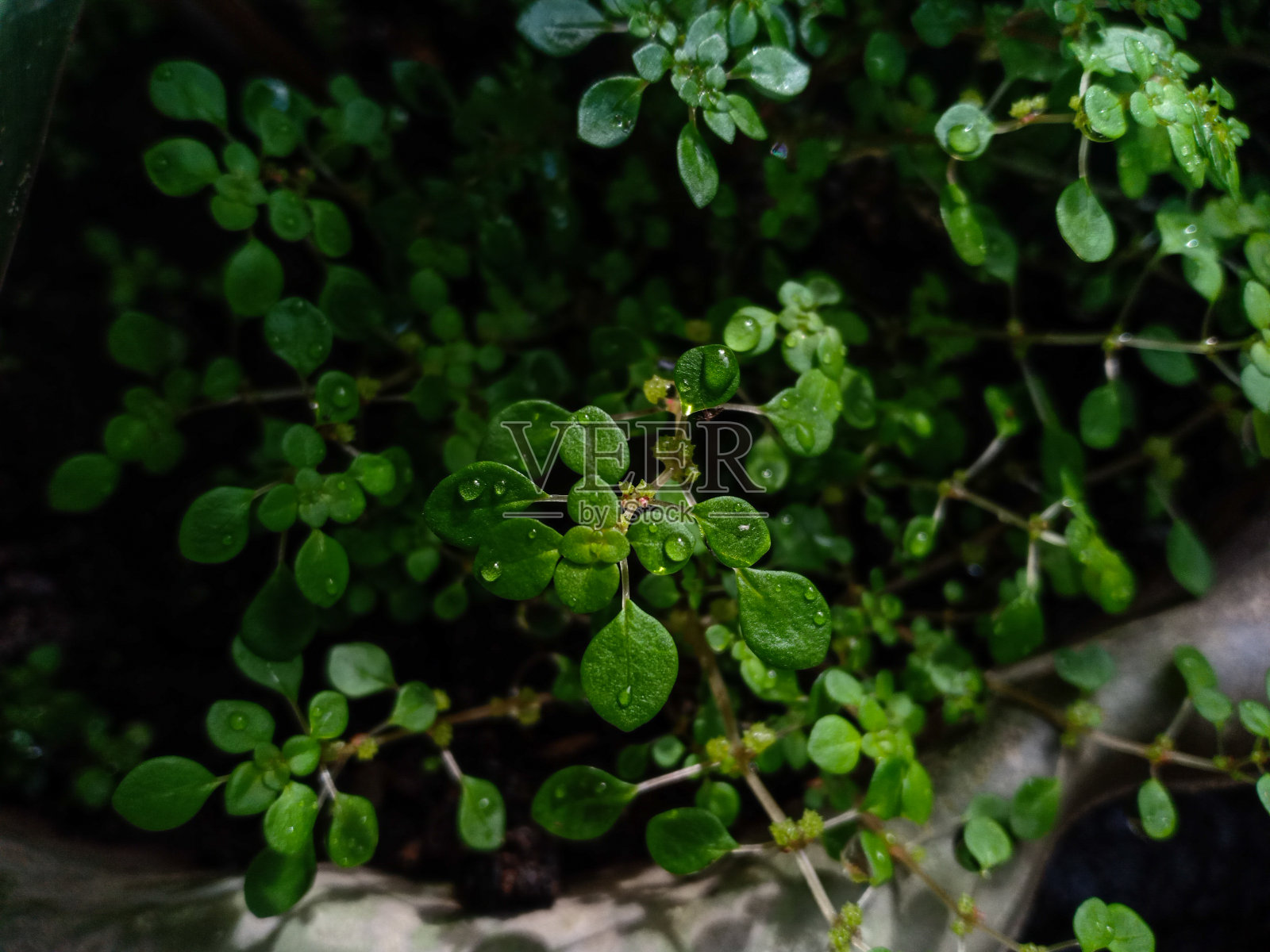 花盆里的野生小植物照片摄影图片