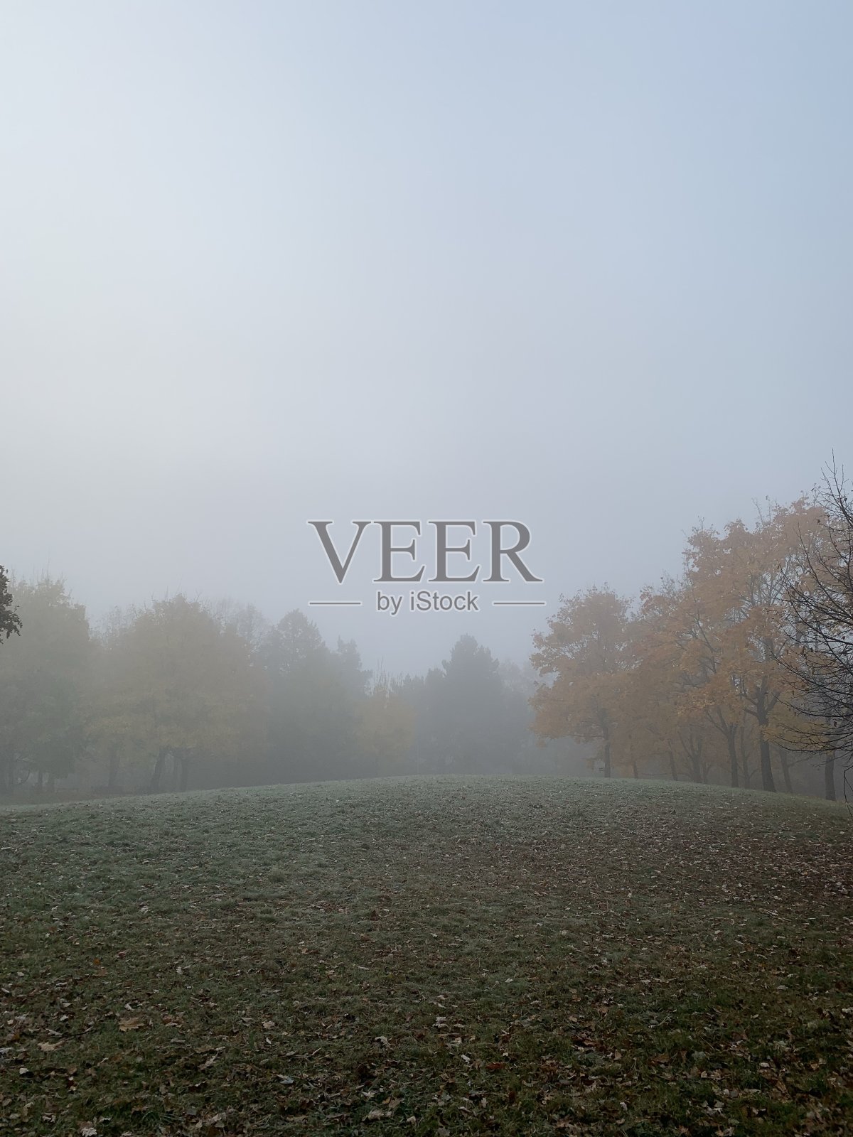 浓雾中的树木照片摄影图片