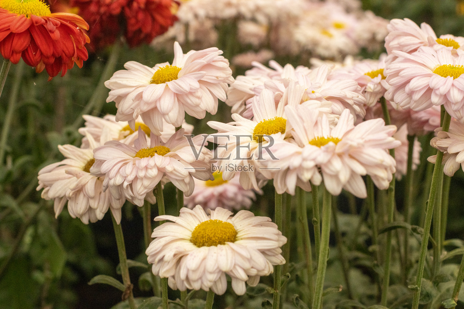 英国伦敦的菊花照片摄影图片