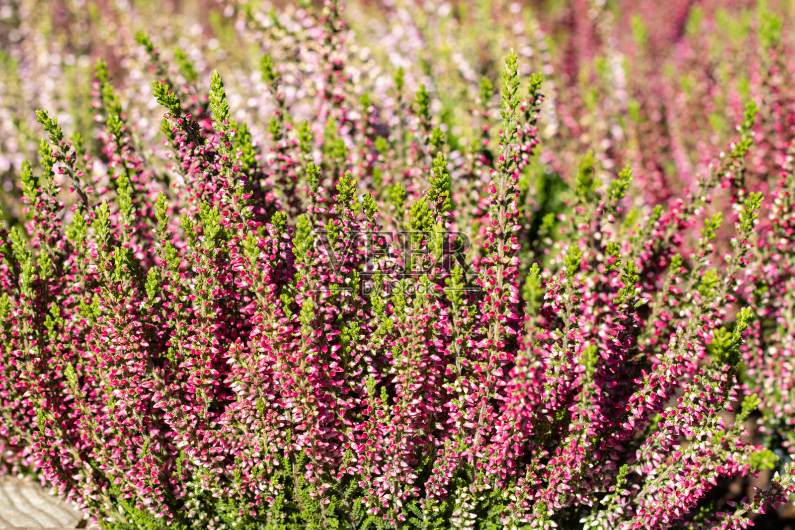 希瑟在英国伦敦照片摄影图片