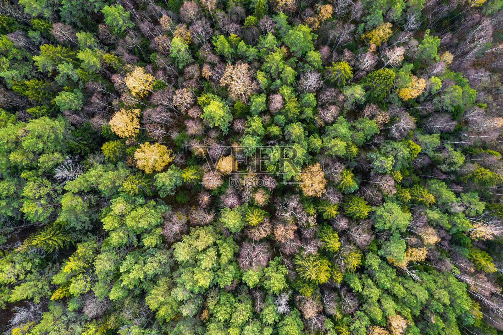 正上方全帧拍摄的森林在秋天照片摄影图片