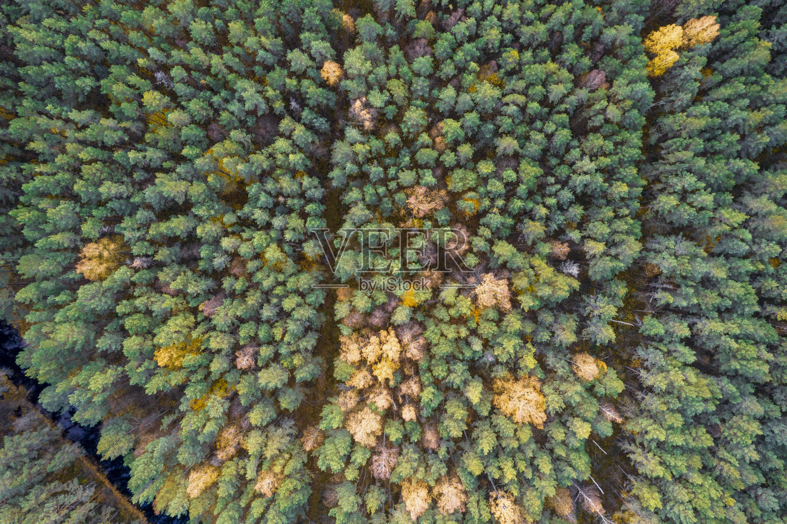 正上方全帧拍摄的森林在秋天照片摄影图片