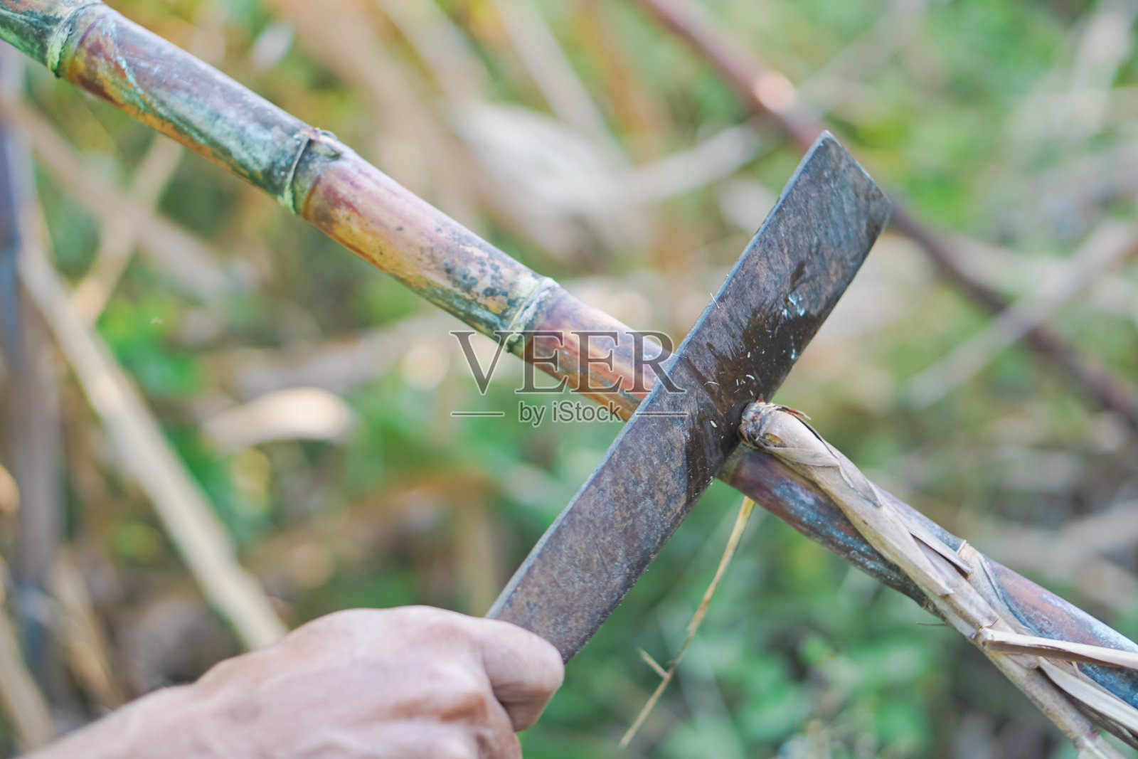 年轻的甘蔗叶子在风中摇曳照片摄影图片