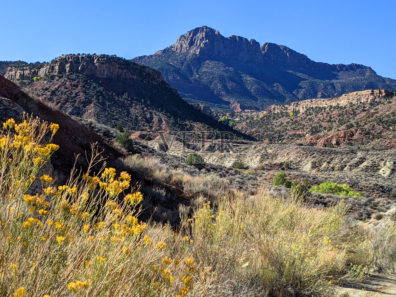 2021年秋季，犹他州洛克维尔的史密森尼丘下的兔丛花照片摄影图片