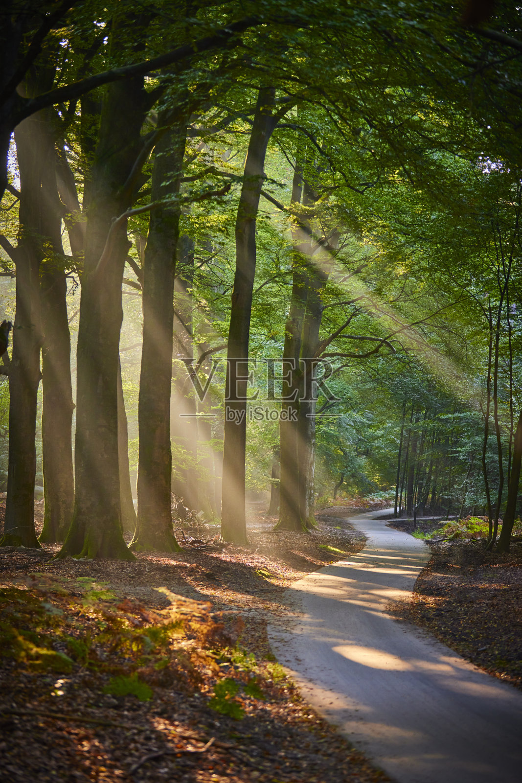 森林照片摄影图片