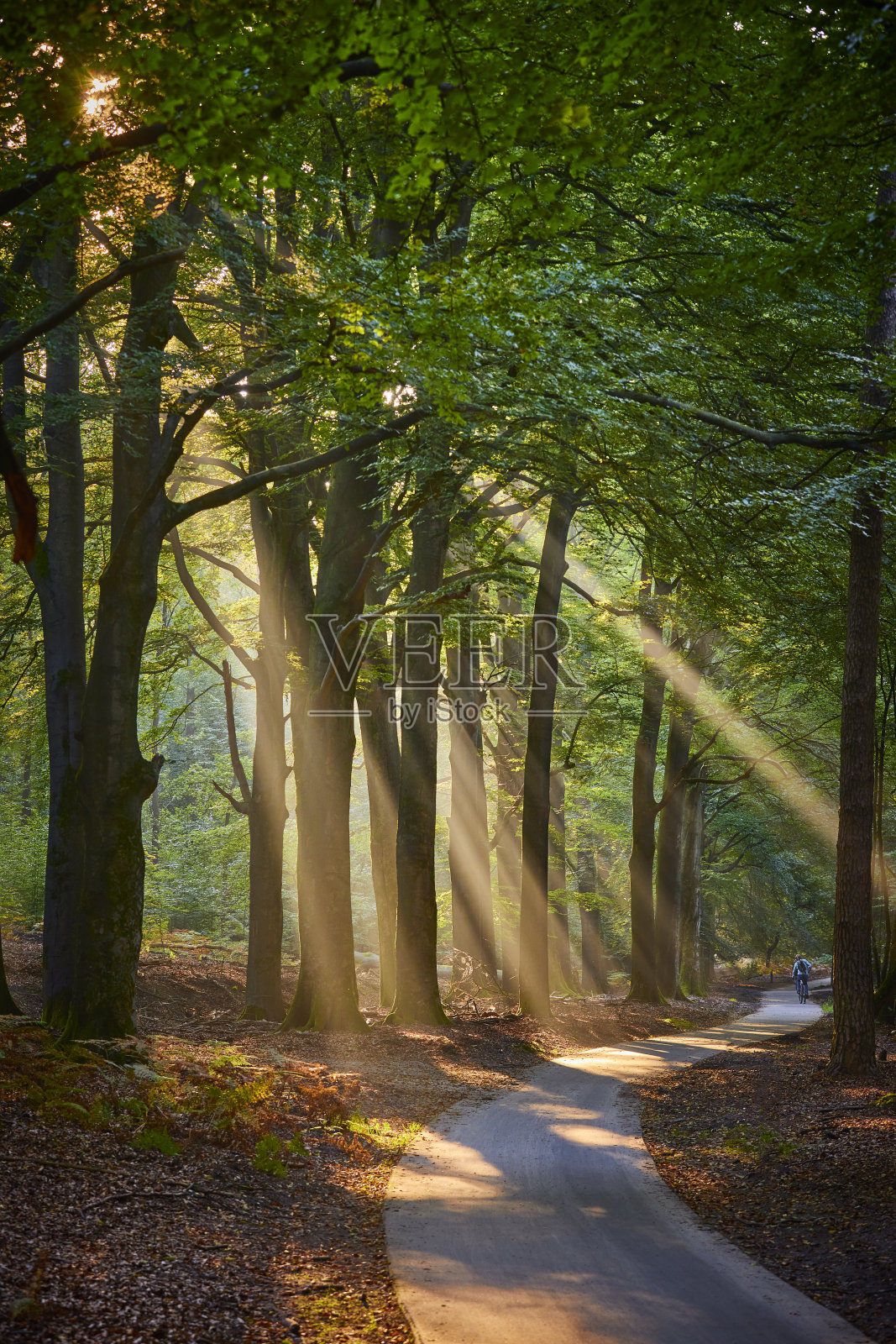 森林照片摄影图片