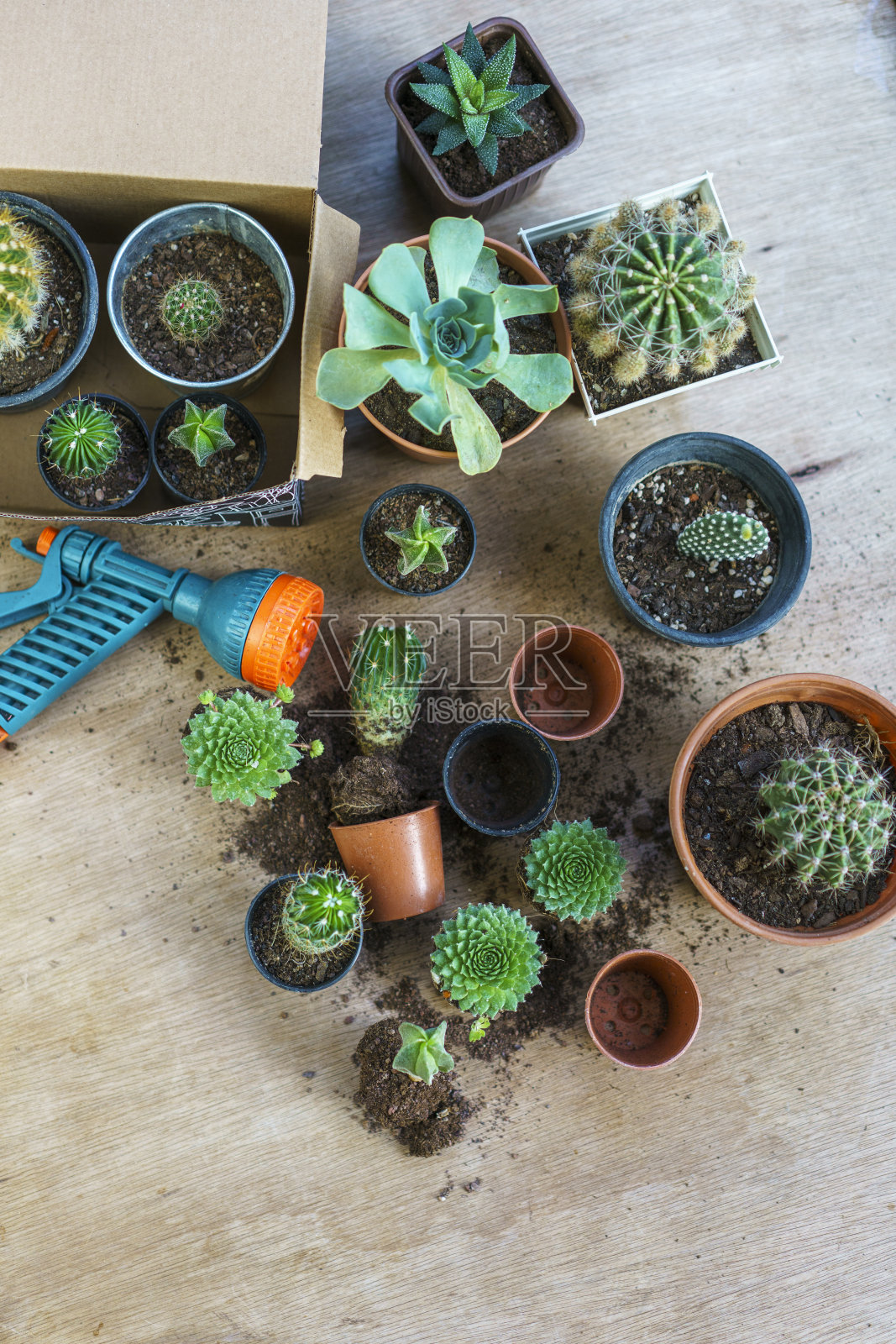 后院的小仙人掌照片摄影图片