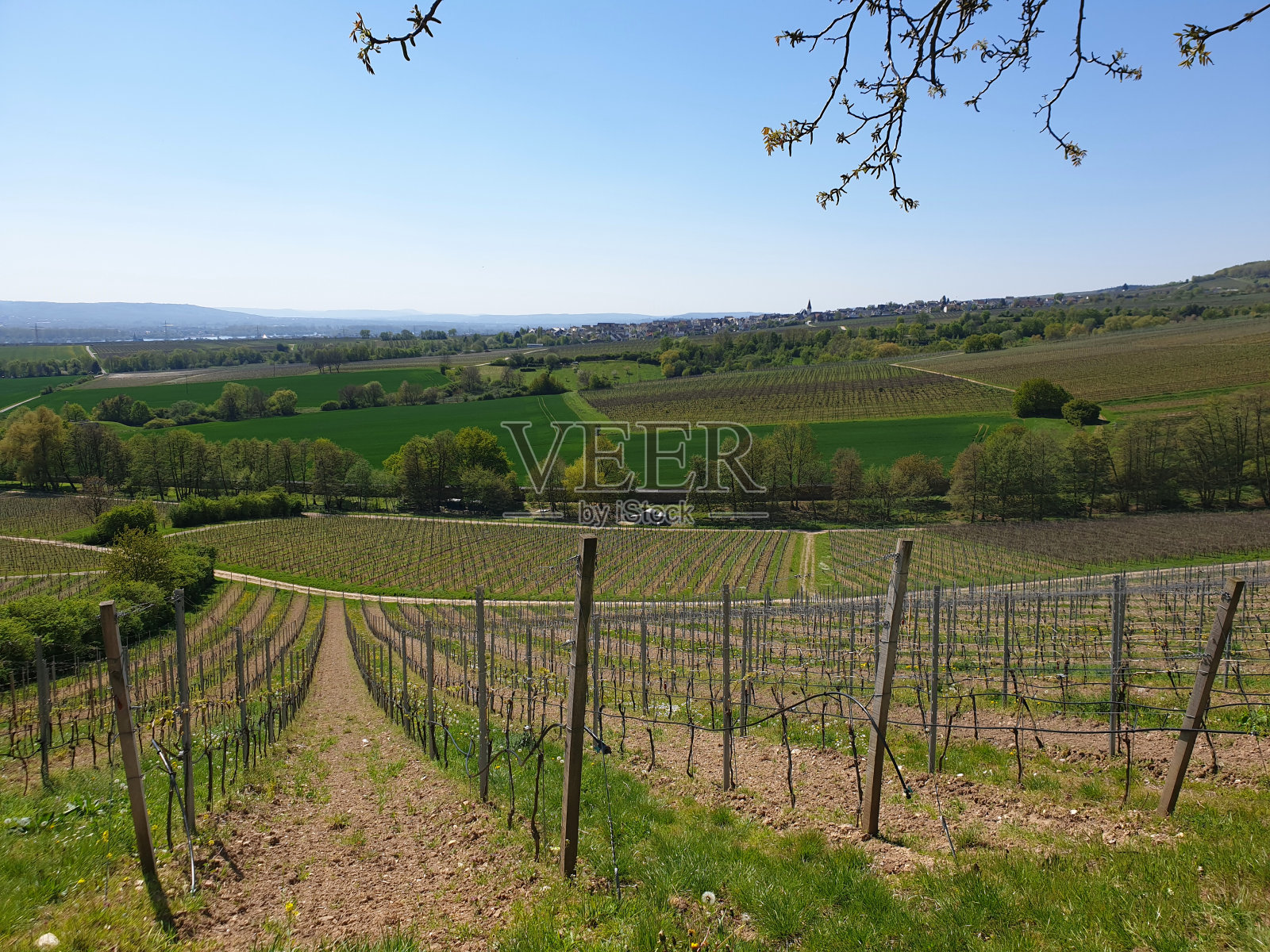 德国莱茵河谷葡萄园的春天景象照片摄影图片