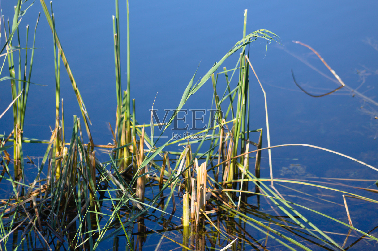 一年生野生稻的近景在蓝色的水与倒影照片摄影图片