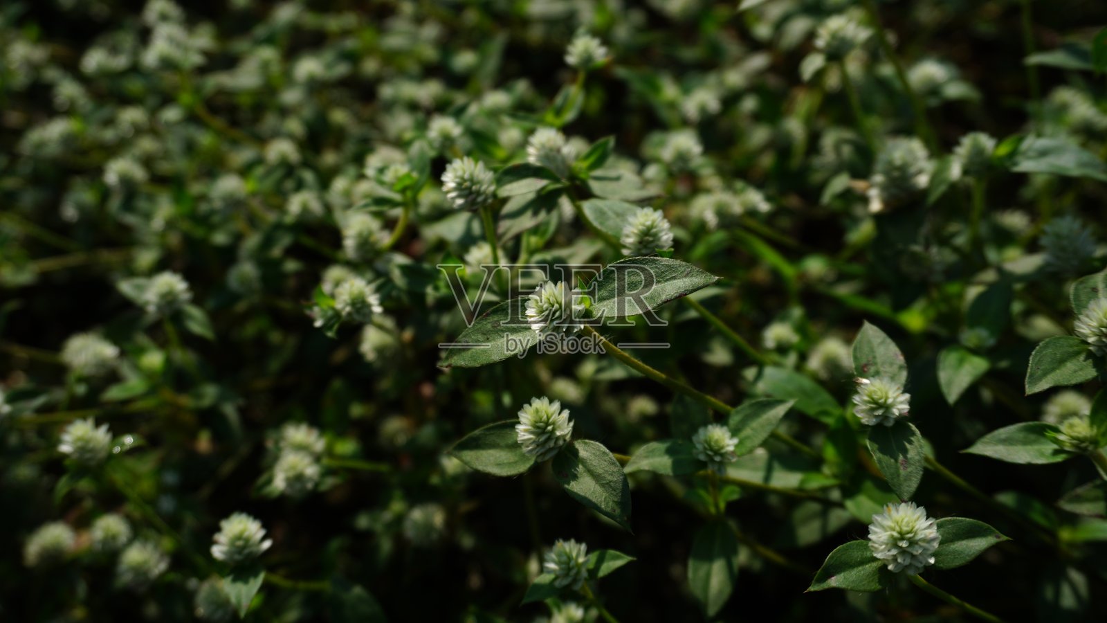 贡弗莱纳塞洛西奥德照片摄影图片