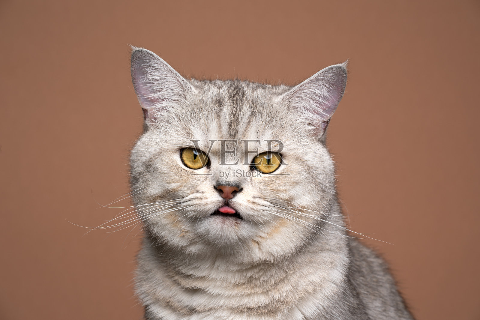 可爱的猫blep肖像伸出舌头在棕色背景照片摄影图片