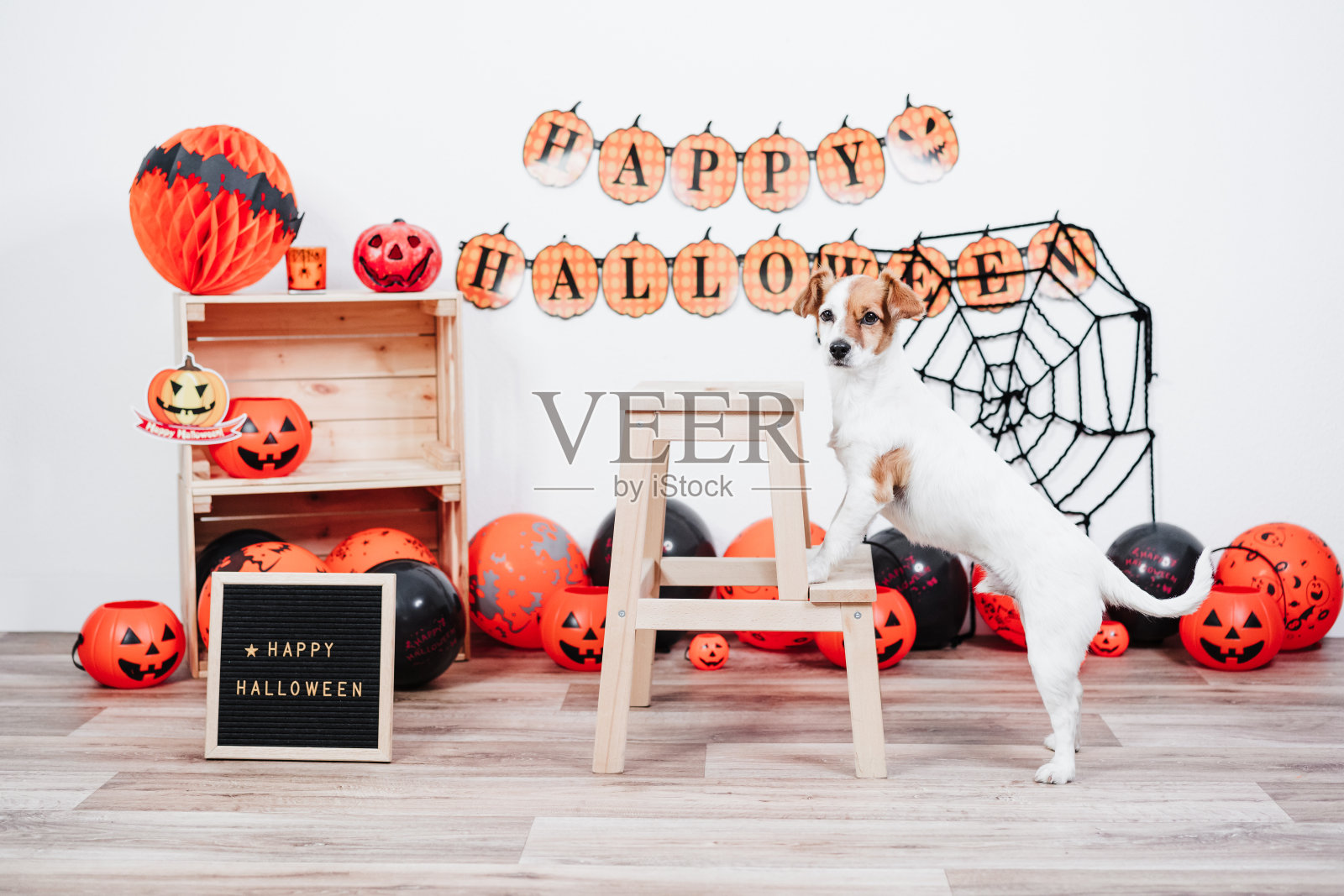 有趣的杰克罗素狗在万圣节期间站在木制楼梯。万圣节派对用花环、橙色气球和网装饰照片摄影图片