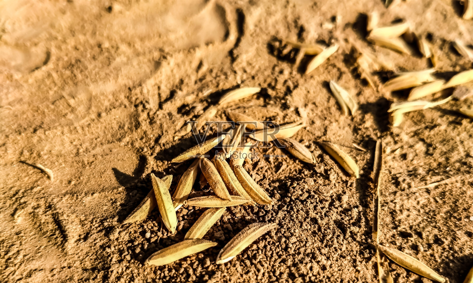 关注米粒照片摄影图片