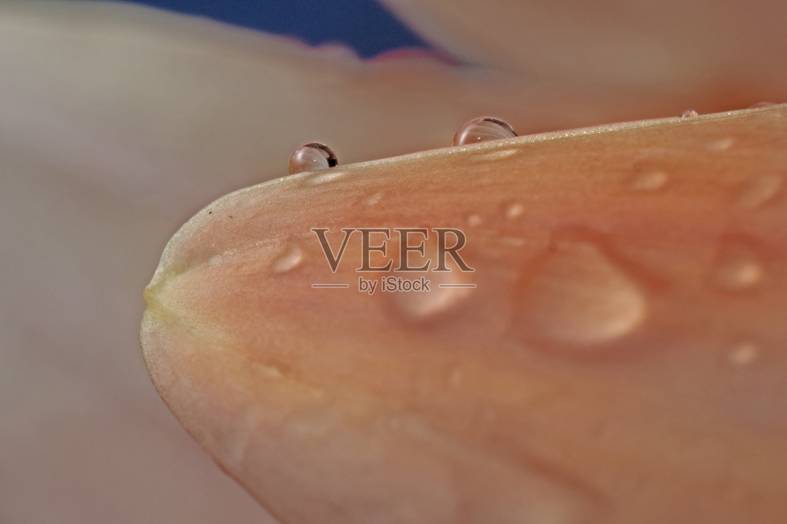 花瓣上的水滴照片摄影图片