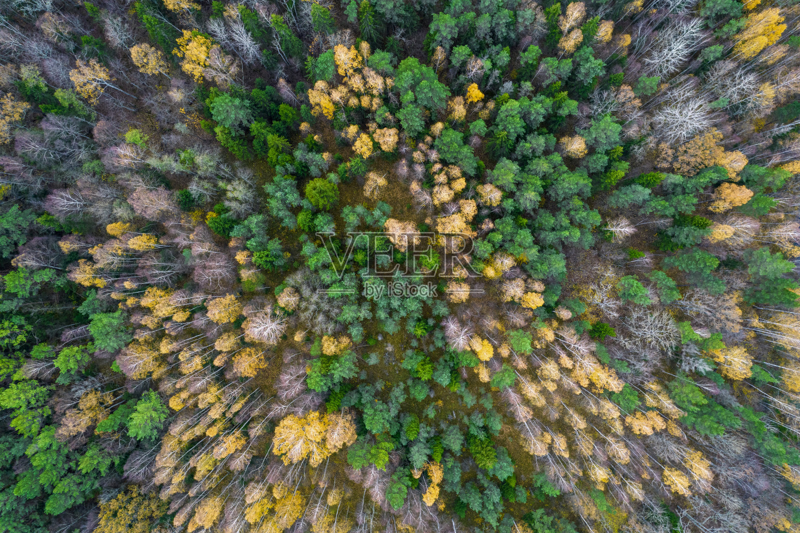 正上方全帧拍摄的森林在秋天照片摄影图片