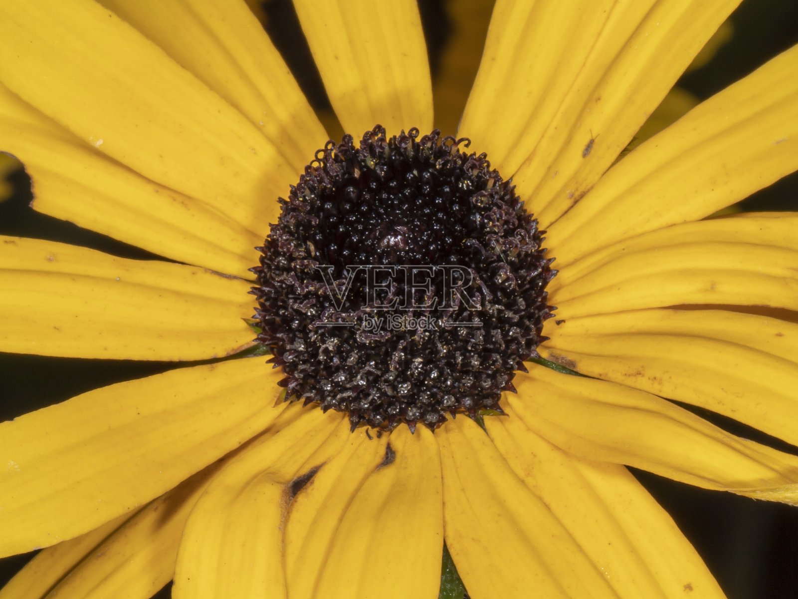 棕色眼睛的苏珊特写小雨滴。照片摄影图片