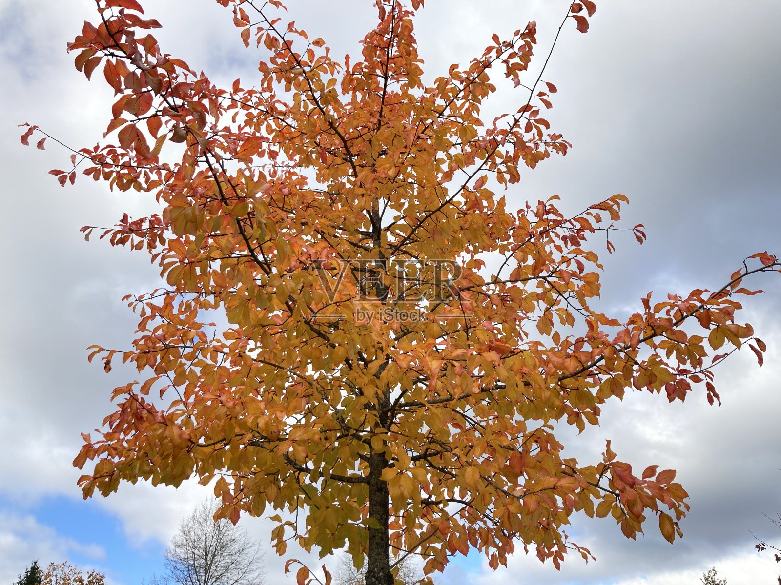 树的叶子照片摄影图片