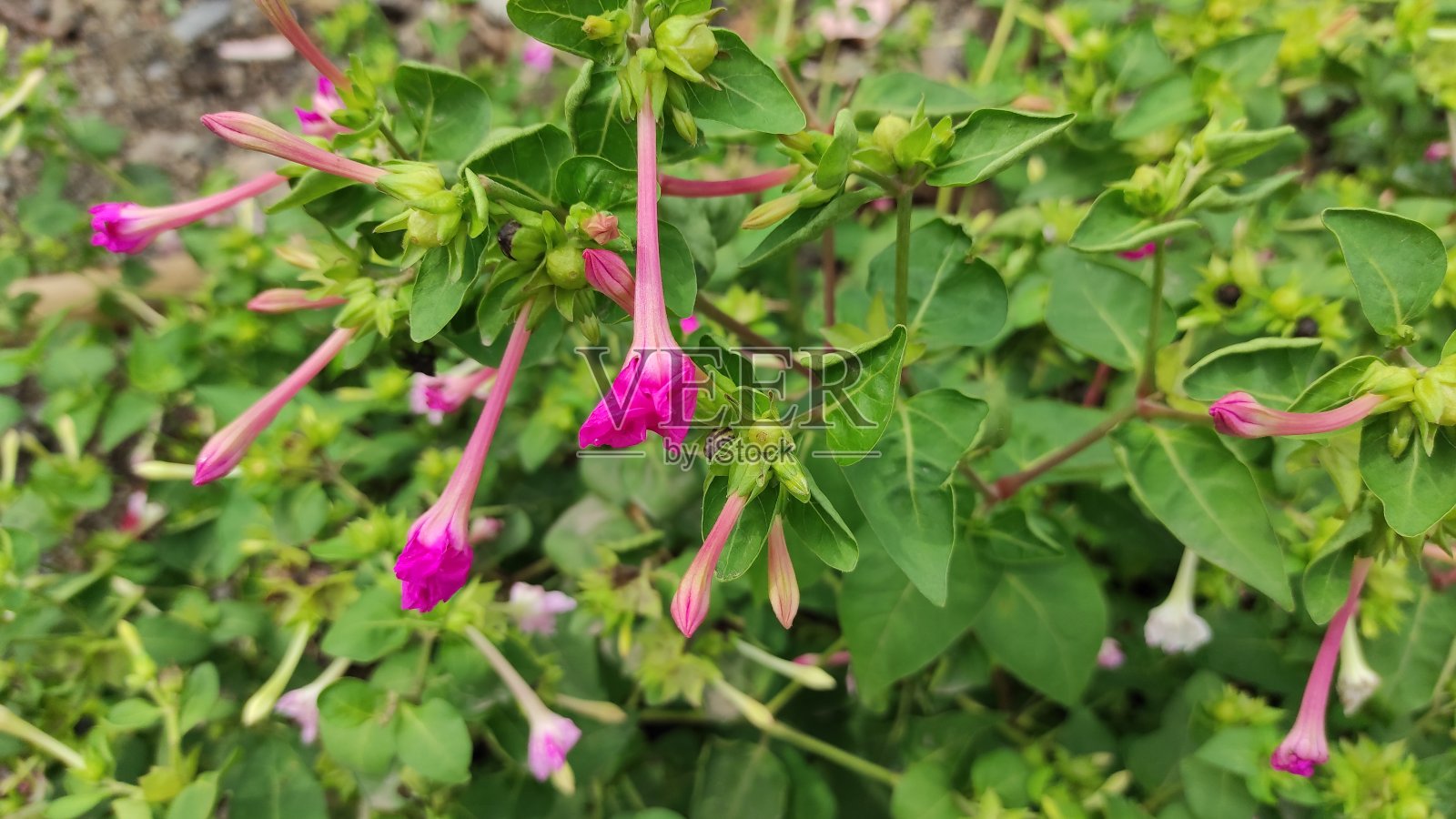 观赏性植物上的花园股票照片照片摄影图片
