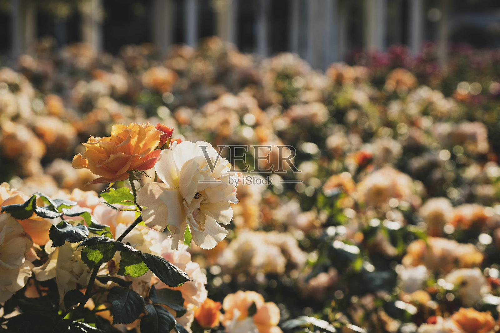 白色，黄色和橙色的玫瑰园照片摄影图片
