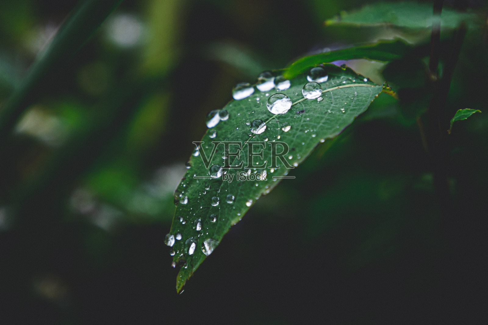 雨滴照片摄影图片