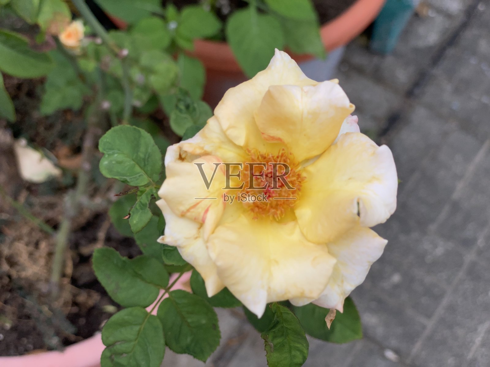 黄玫瑰照片摄影图片