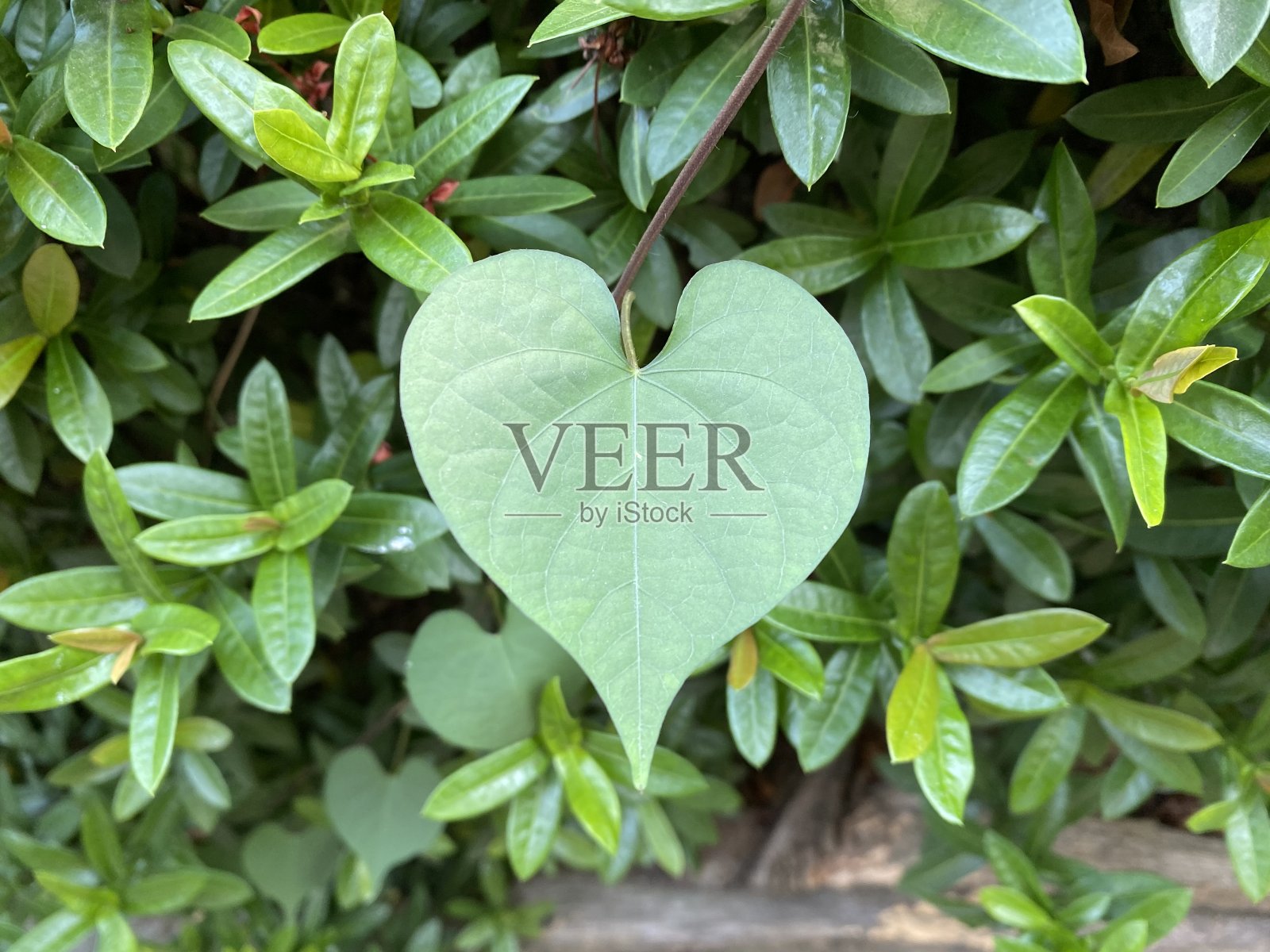 心形的绿叶照片摄影图片