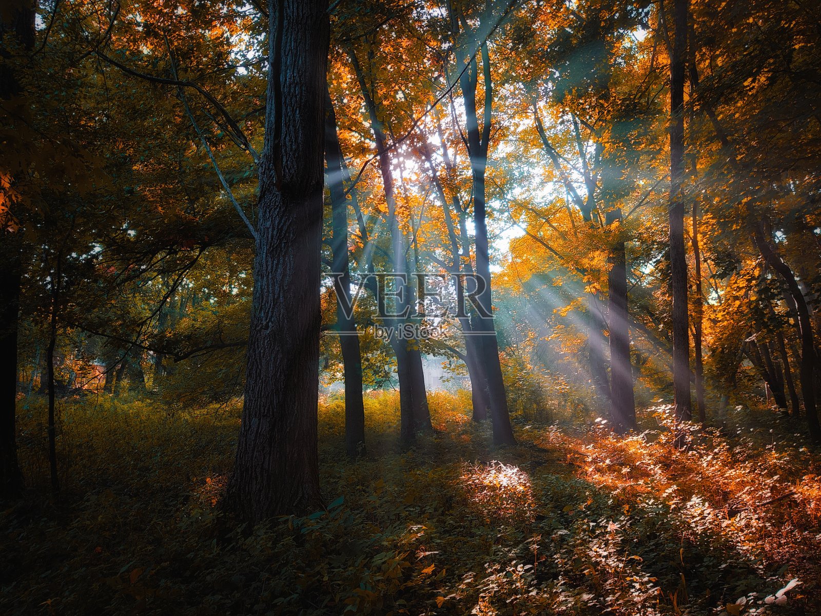 明亮的秋天森林在充满活力的色调。照片摄影图片