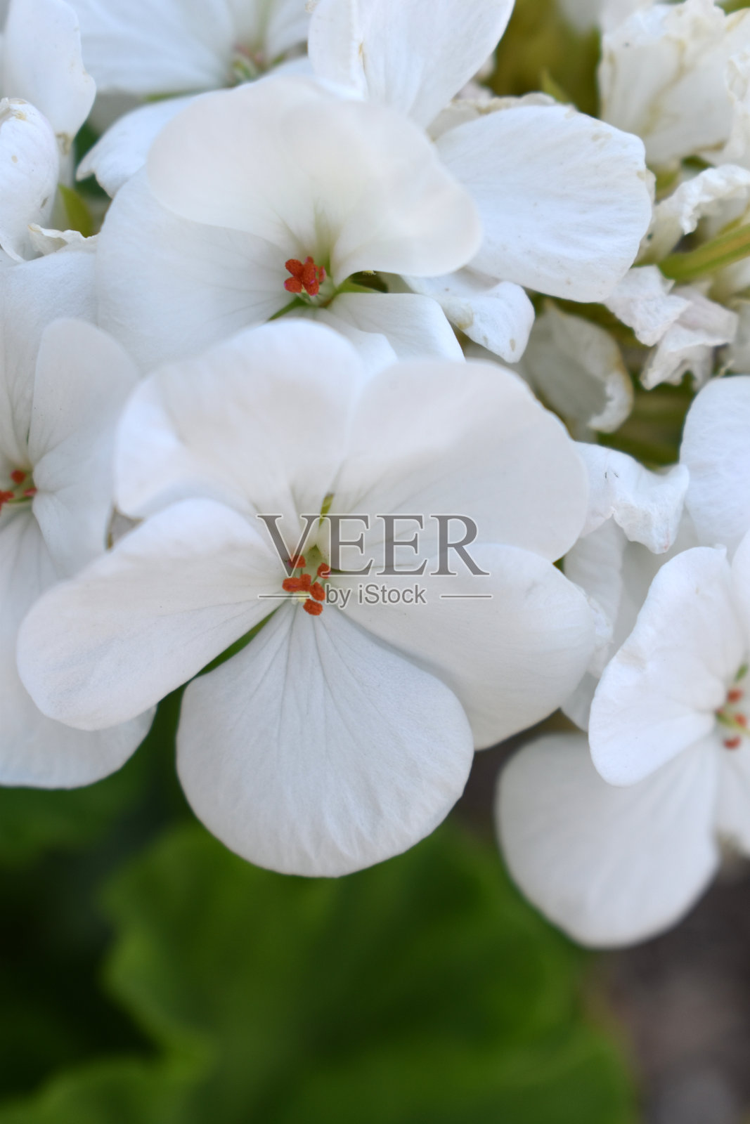 小白花照片摄影图片