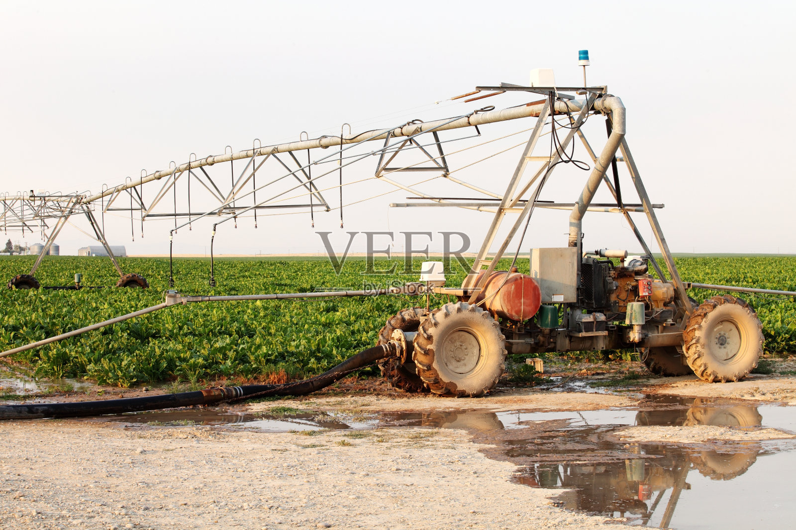 灌溉甜菜照片摄影图片