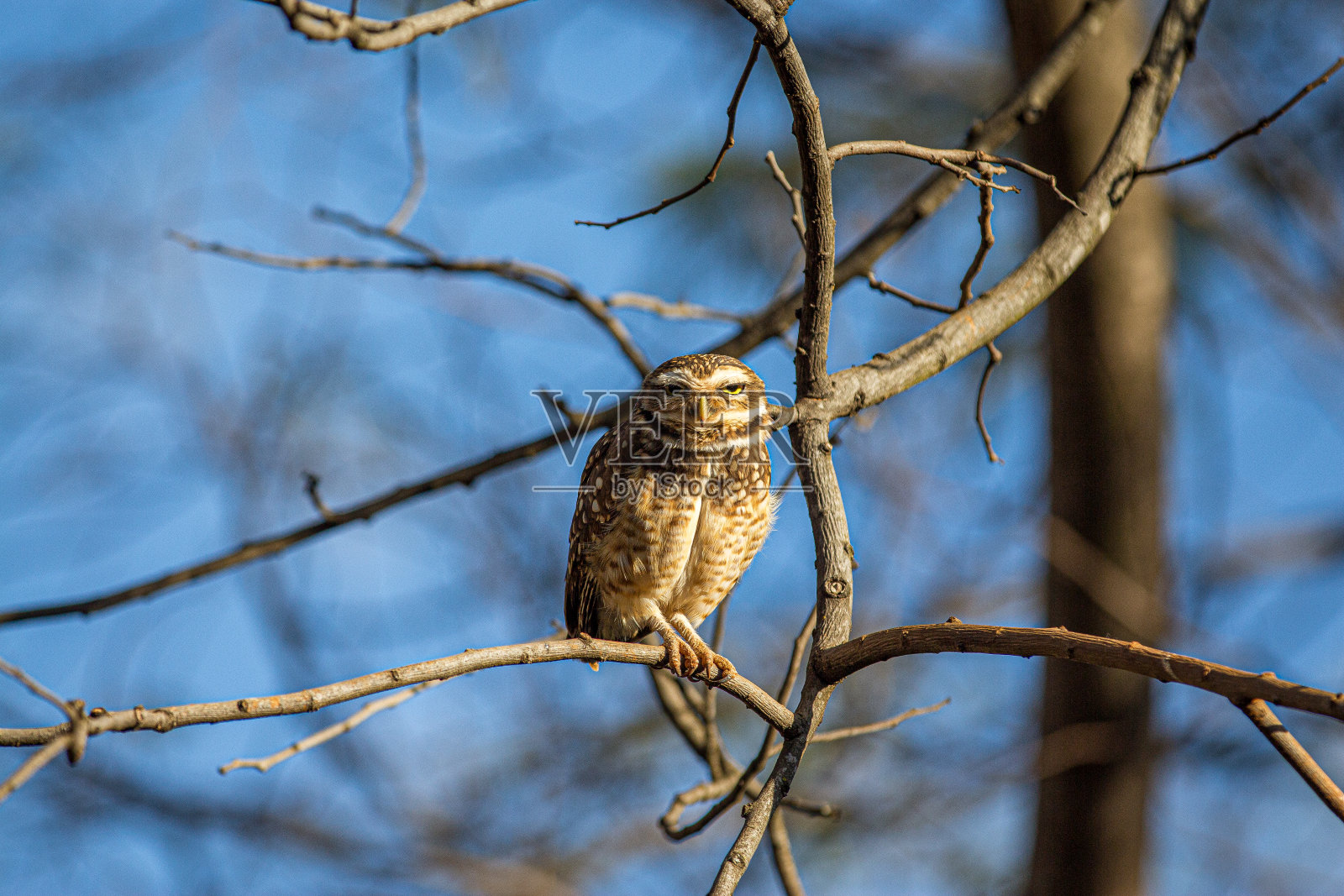 在联邦特区Brasília的burtering Owln。照片摄影图片