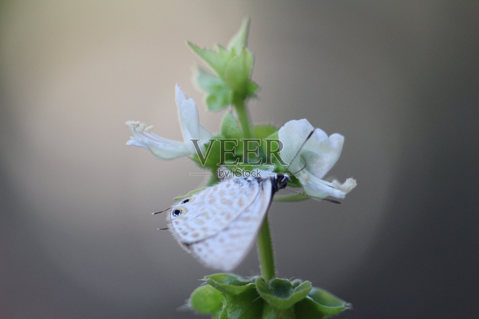 蝴蝶停留在绿色罗勒植物上的特写照片摄影图片