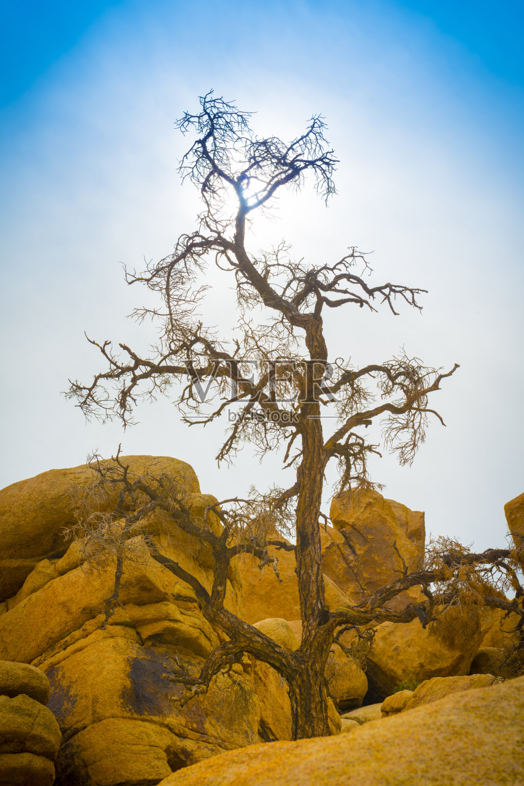 枯萎的死树照片摄影图片
