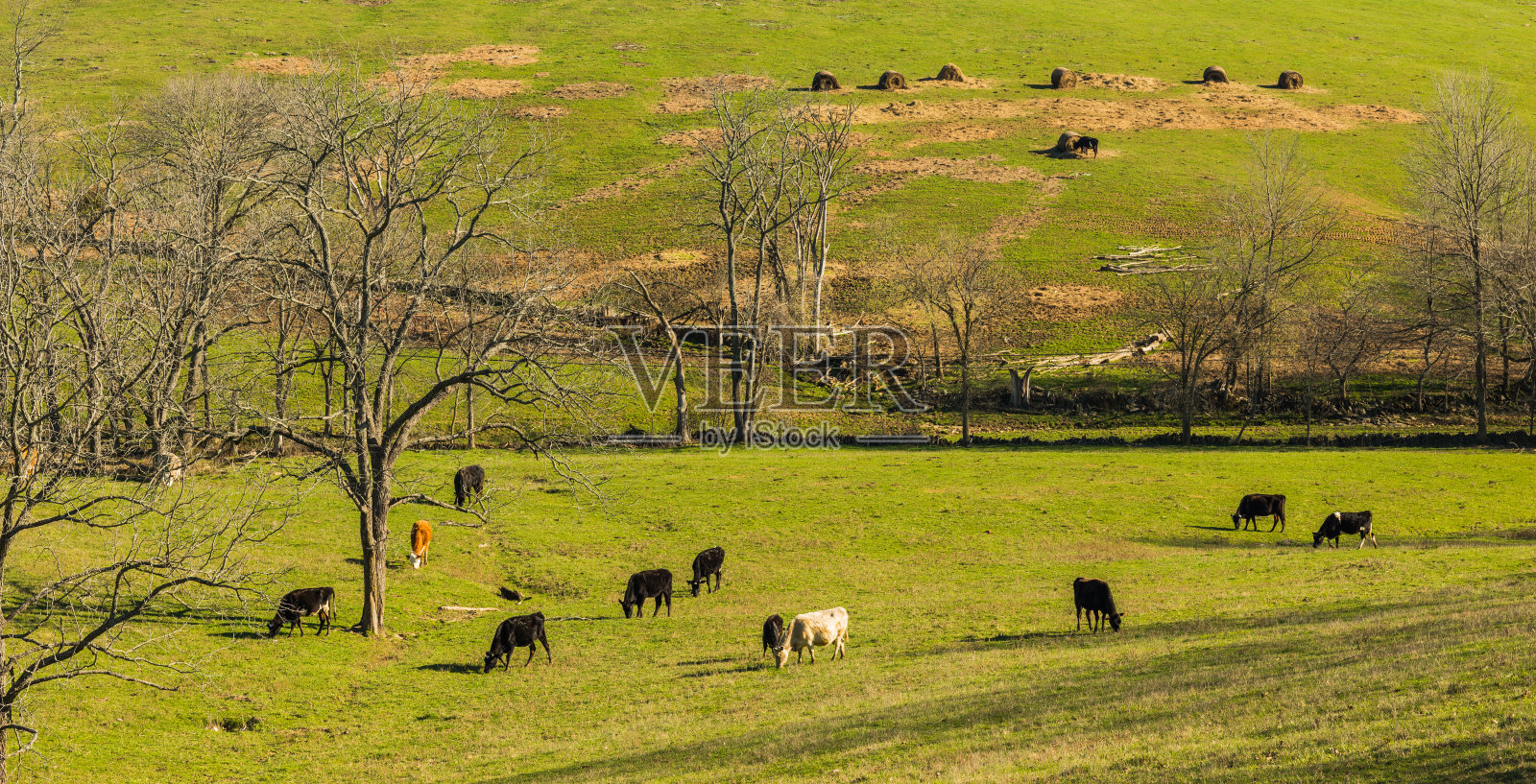 在田野里吃草的牛。照片摄影图片