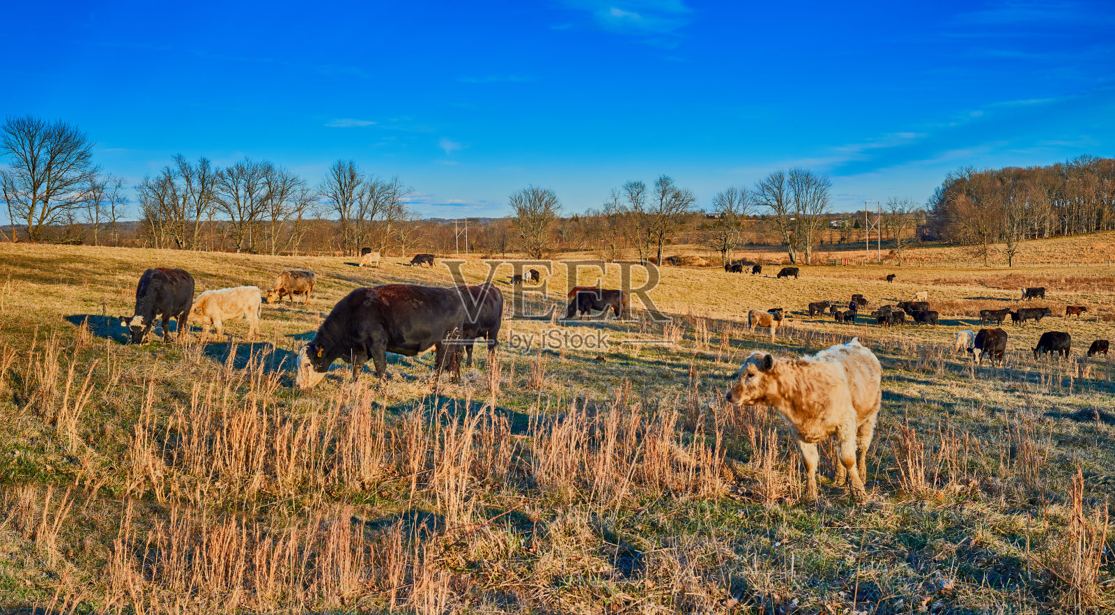 在田野里吃草的牛。照片摄影图片