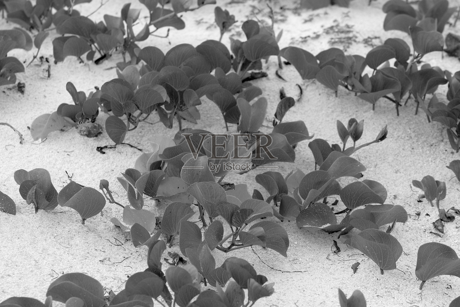 萨尼贝尔岛海滩上的沙丘植被照片摄影图片