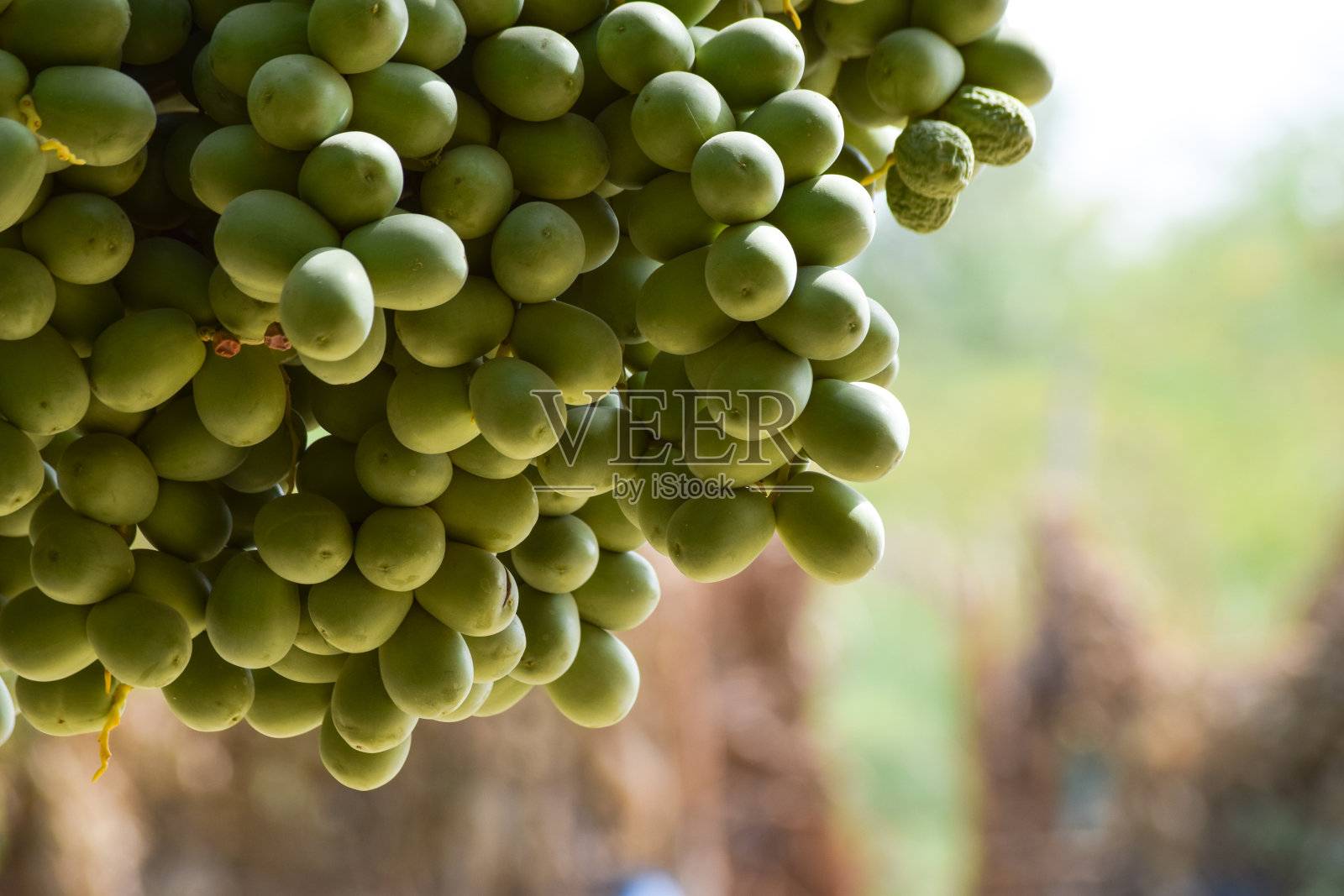 黄鲜甜果枣斋月食品新时令自然园未成熟照片照片摄影图片