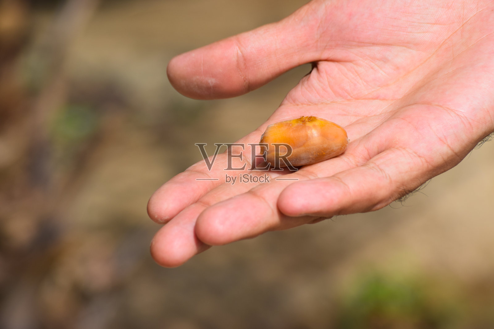 黄鲜甜果枣斋月食品新时令自然园未成熟照片照片摄影图片