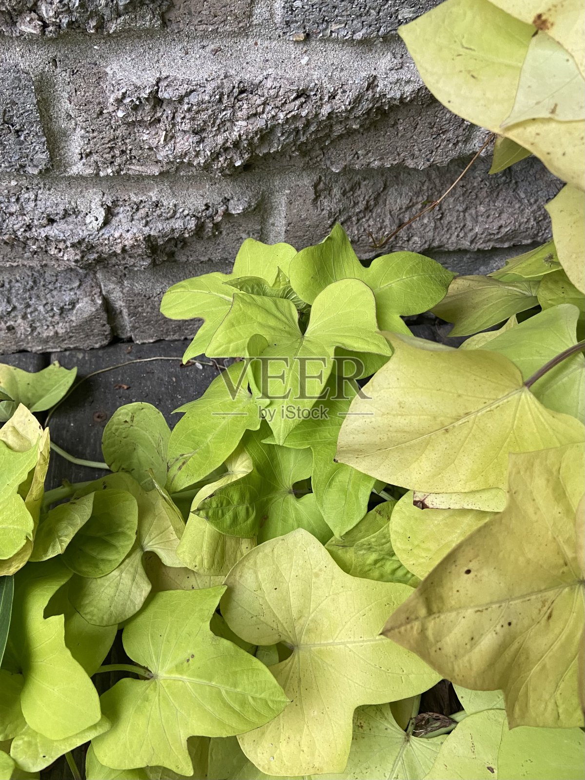 靠近红薯藤。照片摄影图片