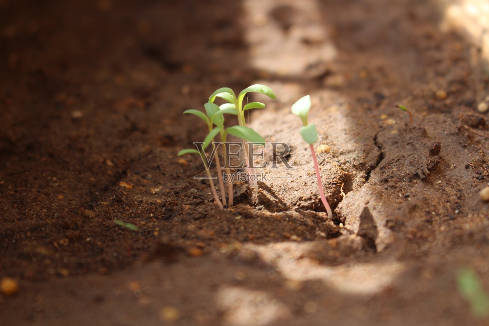 家庭盆栽播种照片摄影图片