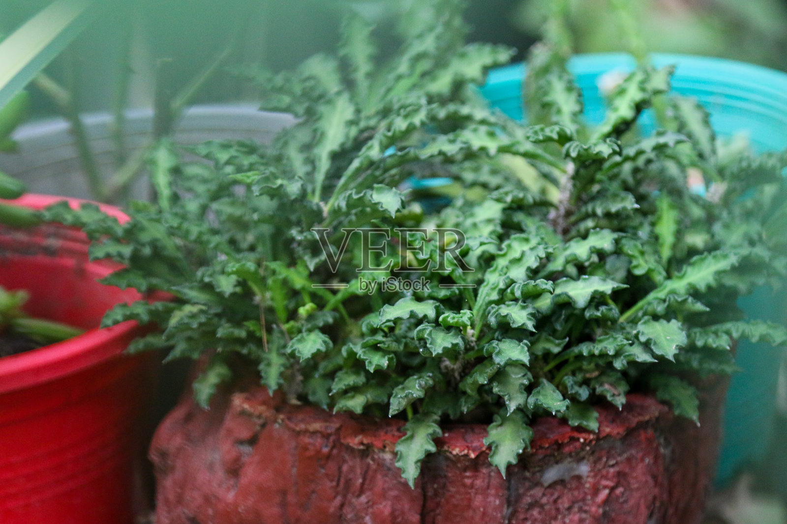 一种植物照片摄影图片