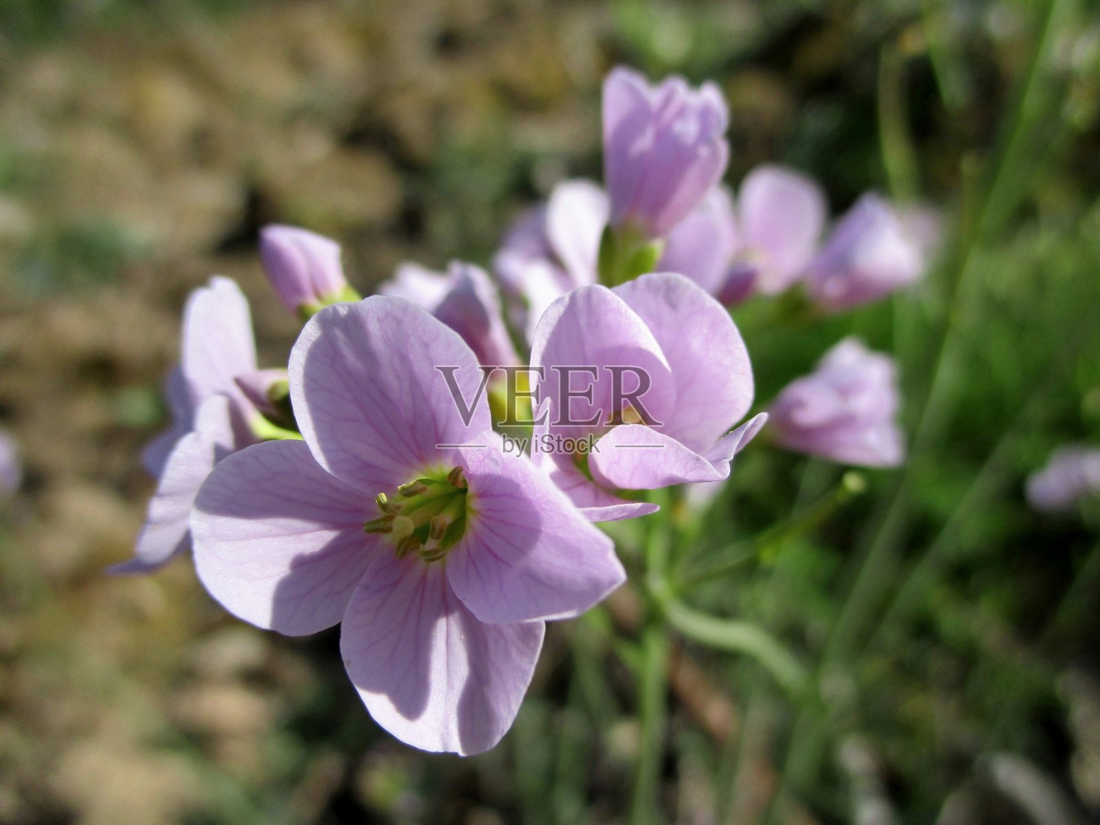杜鹃花(Fr: Cardamine des prés)照片摄影图片