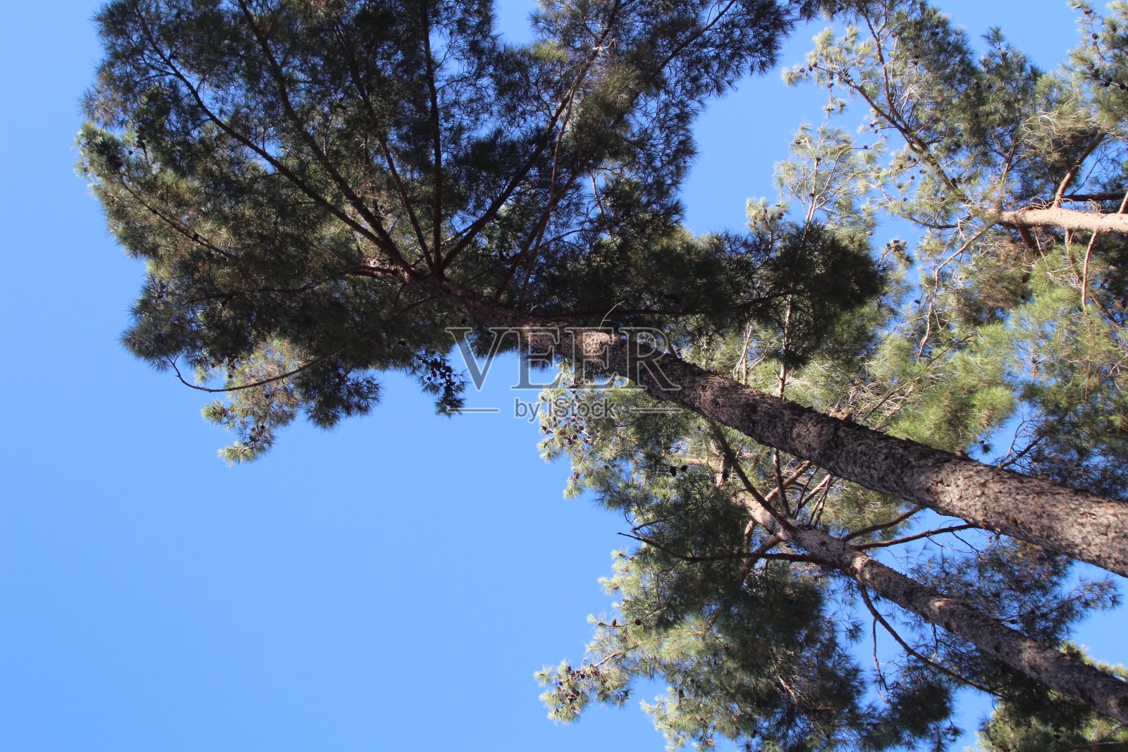 高大的松树照片摄影图片