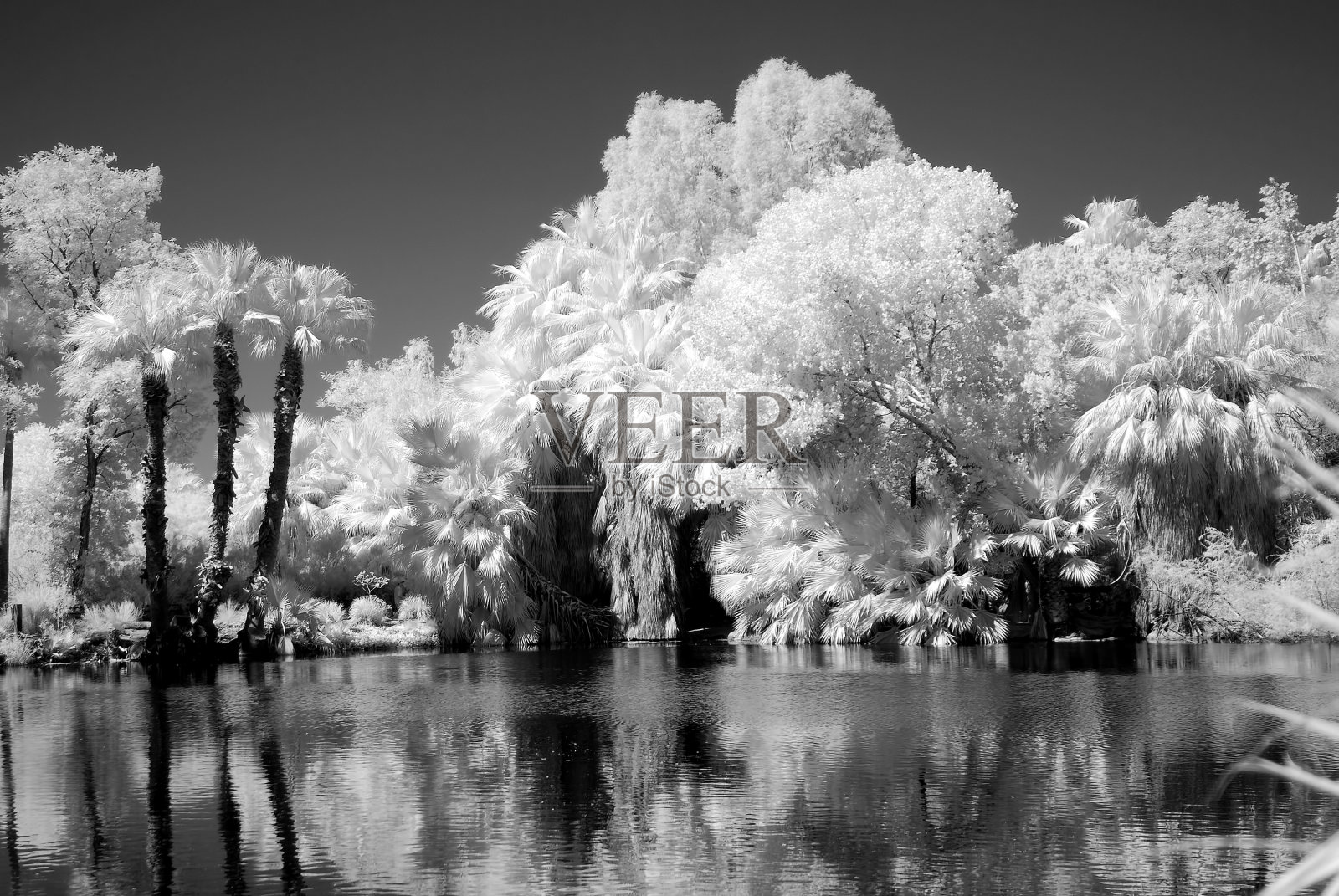 丛林泻湖照片摄影图片