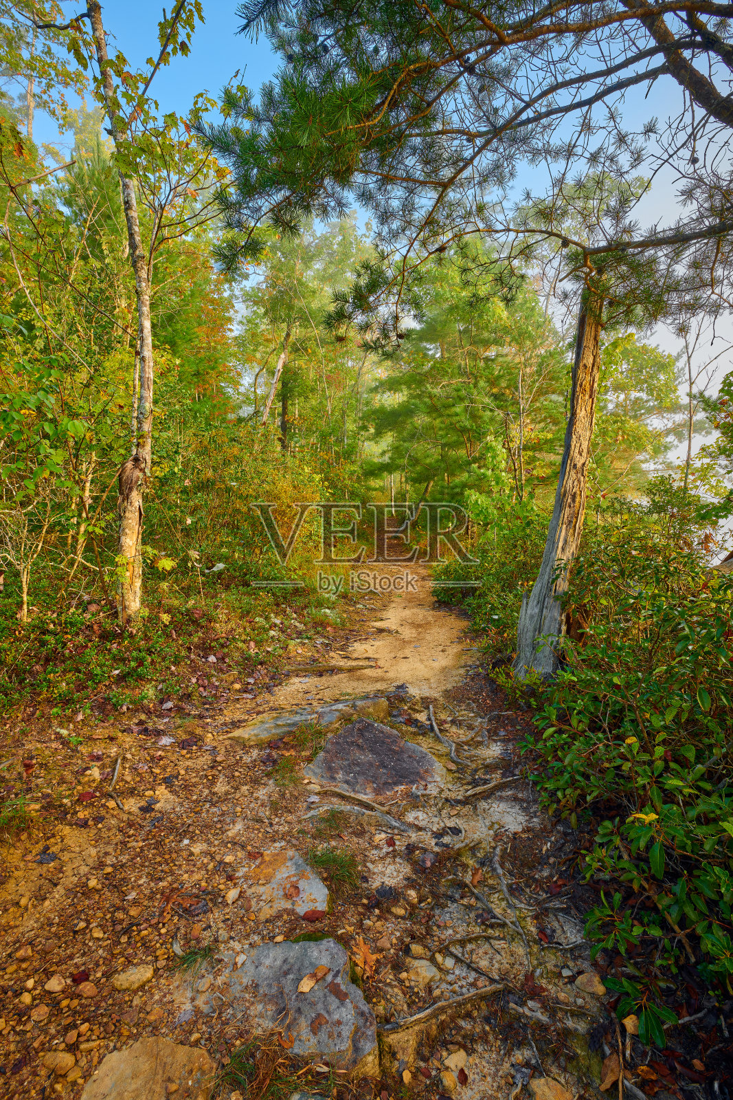 约翰缪尔小道-大南叉国家河和娱乐区，TN。照片摄影图片