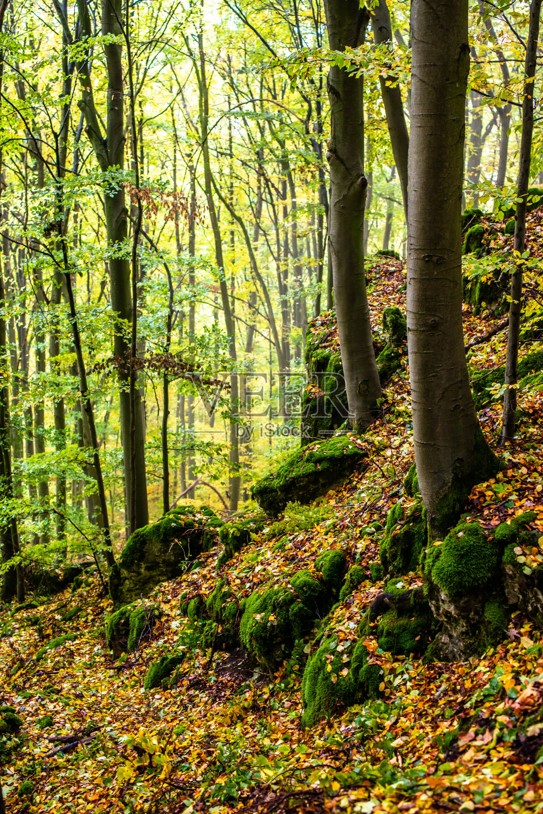 在Röthelfels, Gößweinstein，法国瑞士，德国的岩石和森林的明亮的秋天颜色照片摄影图片
