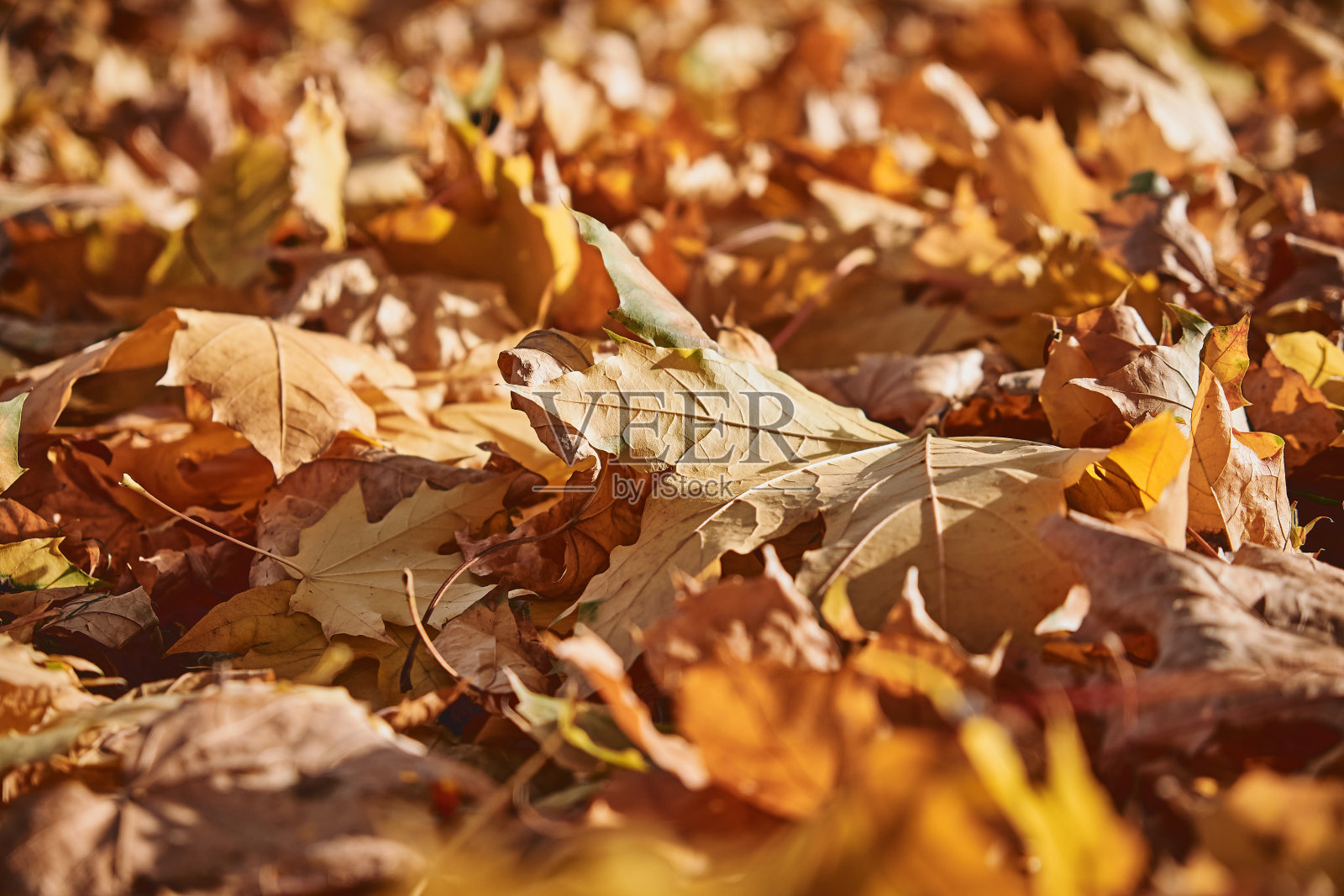 落叶落在地上。秋天的颜色。秋天树叶。秋天在世界。共鸣。摄影水平。照片摄影图片