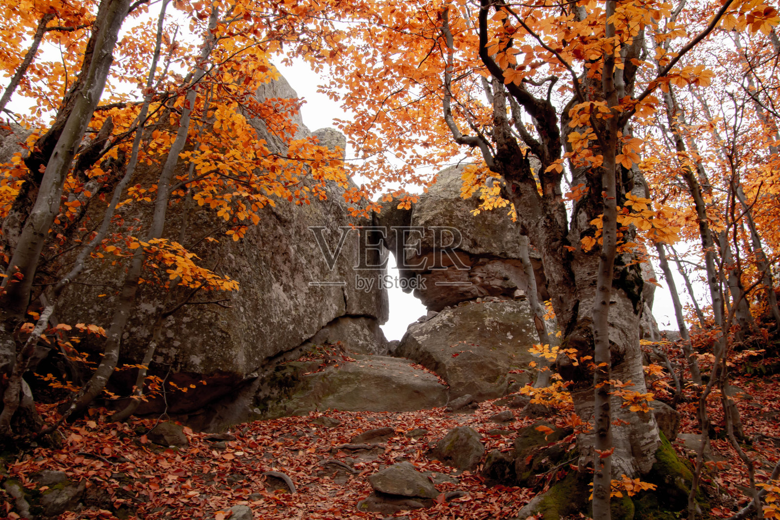 保加利亚罗辛多山脉，贝林塔什保护区的秋天景观的色彩照片摄影图片