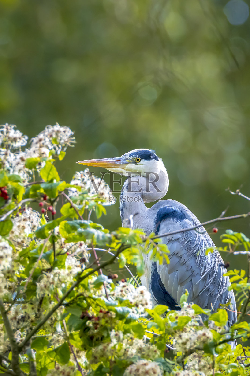 苍鹭，灰鹭，栖息在高高的树上照片摄影图片