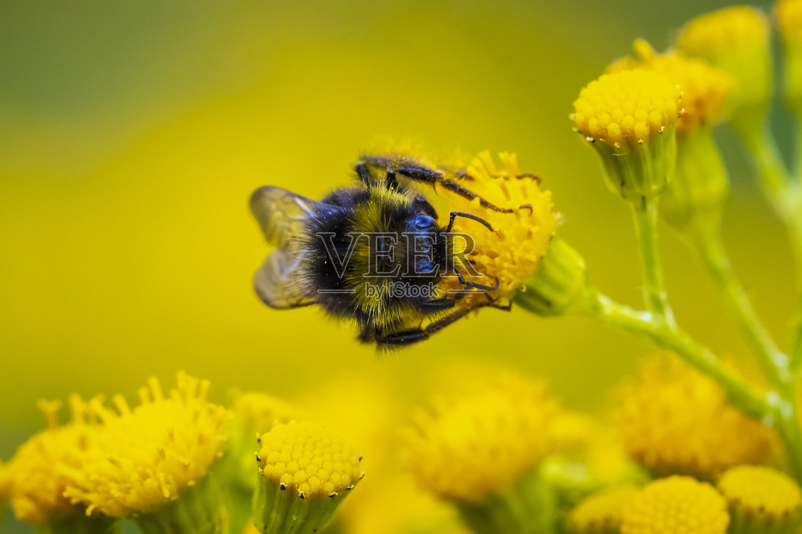 特写的红尾大黄蜂，Bombus lapidarius，正在进食照片摄影图片